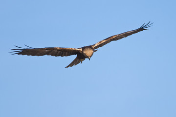 Marsh Harrier
