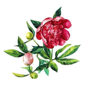 Peony painted with watercolor