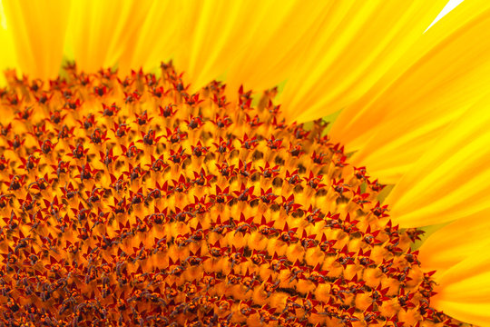 seed,sunflower,Pollen, Included within the yellow sunflower.