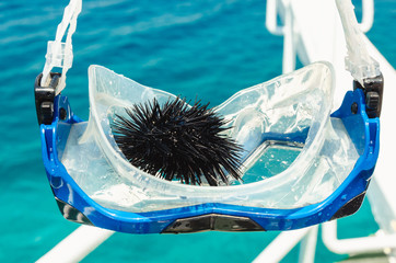 sea urchin Echinus on boat