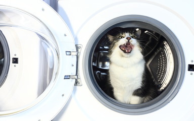 Cat in the washing machine
