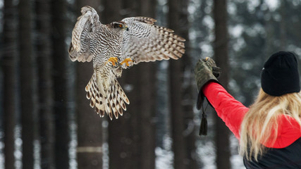 Falconer woman catches the falcon for food in hand.