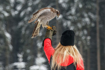 Falconer woman catches the falcon for food in hand.