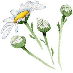 Wildflower chamomile flower in a watercolor style isolated. Full name of the plant: chamomile. Aquarelle wild flower for background, texture, wrapper pattern, frame or border.