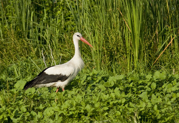 White Stork (Ciconia ciconia)