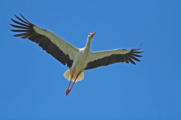 Fototapeta na wymiar White Stork (Ciconia ciconia)