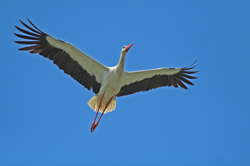 White Stork (Ciconia ciconia)