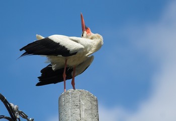 White Stork (Ciconia ciconia)