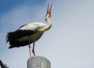 White Stork (Ciconia ciconia)