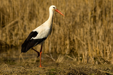 White Stork (Ciconia ciconia)