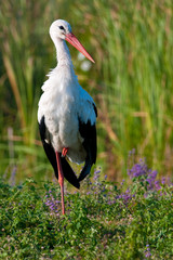 White Stork (Ciconia ciconia)