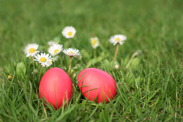 Fototapeta na wymiar Two Easter eggs in the grass