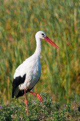 White Stork (Ciconia ciconia)