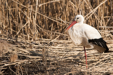 White Stork (Ciconia ciconia)