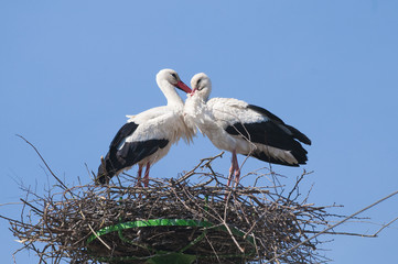 White Stork (Ciconia ciconia)