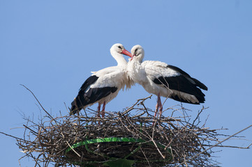 White Stork (Ciconia ciconia)