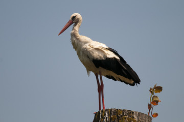 White Stork on a log