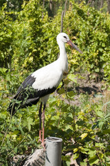 White Stork (Ciconia ciconia)
