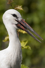 White Stork Chick Portrait