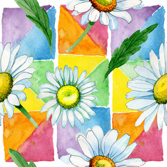 Wildflower chamomile flower pattern in a watercolor style. Full name of the plant: chamomile. Aquarelle wild flower for background, texture, wrapper pattern, frame or border.
