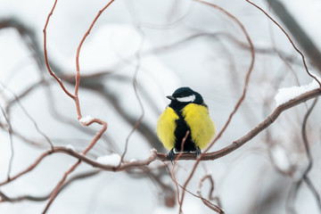 Small parus with yellow belly on twig closeup. Snowy tree in winter time. Birds photography