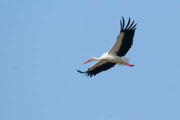White Stork (Ciconia ciconia)