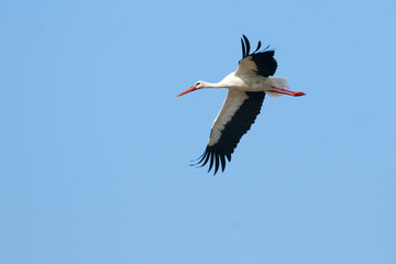 White Stork (Ciconia ciconia)