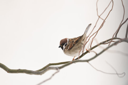 Small sparrow on twig closeup. Snowy tree in winter time. Birds photography