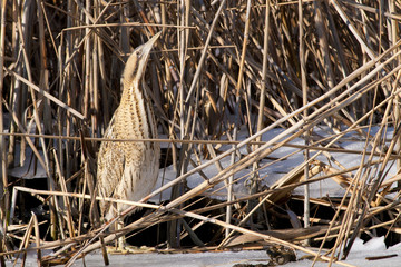 Great Bittern