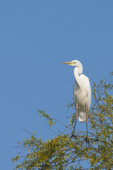 Great White Egret