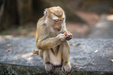 Cute little monkey looks directly into the camera. Thailand, Phuket.