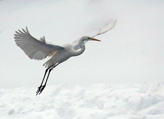 Great White Egret (Ardea alba)