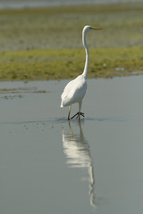 Great White Egret (Ardea alba)