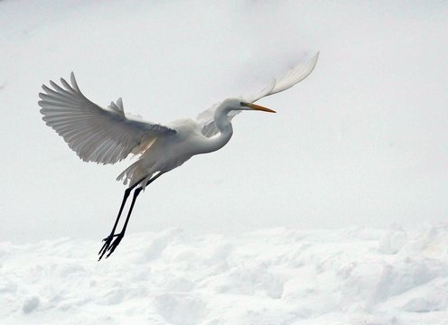 Great White Egret (Ardea Alba)