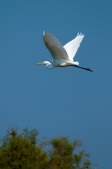 Fototapeta premium Great White Egret (Ardea alba)