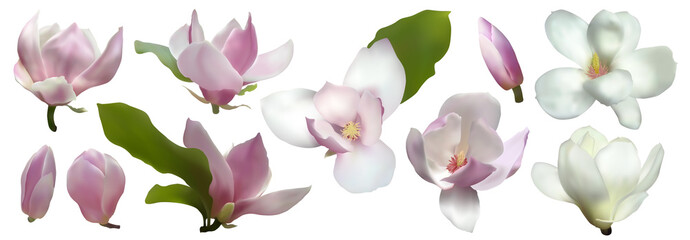 Fototapeta na wymiar Magnolia isolated spring flower blossom vector illustration set. Pink blooming tree design elements. Bloom flower set, vector magnolia tree blossom. Pink petals, buds, green leaves set on white.