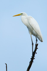 Great White Egret (Ardea alba)