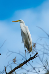 Great White Egret (Ardea alba)