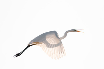 Great White Egret (Ardea alba)