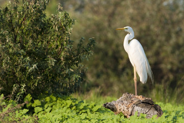 Great White Egret (Ardea alba)