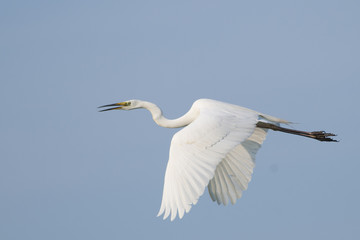 Great White Egret