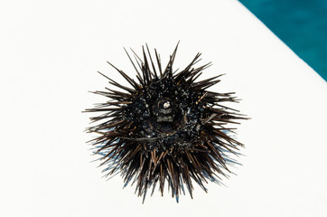 sea urchin Echinus on boat