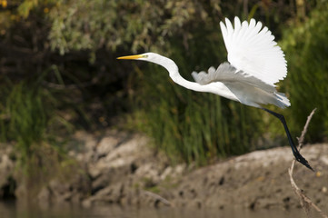 Great Egret