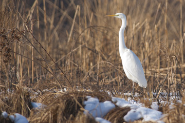 Great Egret