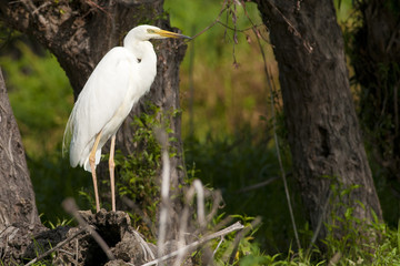 Great Egret