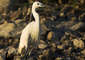 Little Egret (Egretta garzetta)