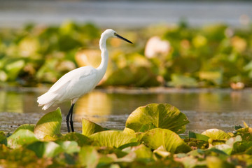 Little Egret (Egretta garzetta)