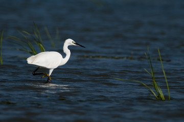 Little Egret in water