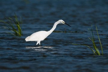 Little egret in water