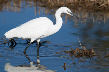 Little Egret in water
